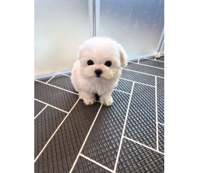 비숑프리제(앙꼬)(분양중)